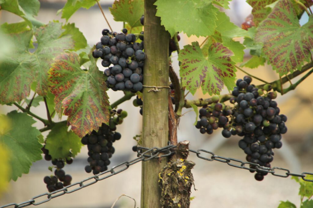 2017.08.03 Meersburg (25)