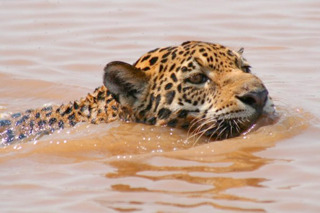 MADIDI NATIONAL PARK # (6)